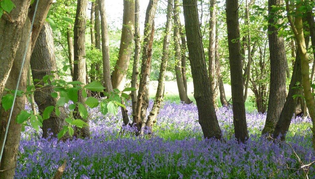 Bluebells at Birchley House Farm